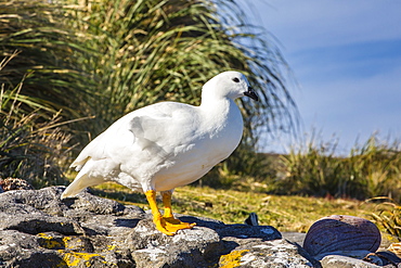 Adult male kelp goose (Chloephaga hybrida), New Island, Falkland Islands, South Atlantic Ocean, South America