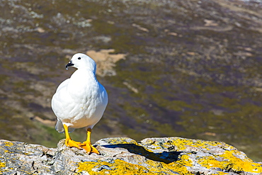 Adult male kelp goose (Chloephaga hybrida), New Island, Falkland Islands, South Atlantic Ocean, South America