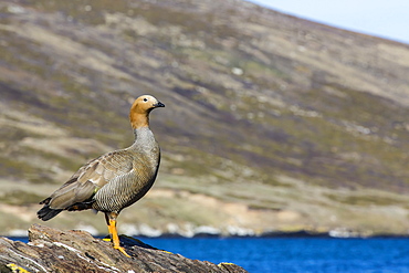 Adult ruddy-headed goose (Chloephaga rubidiceps), Carcass Island, Falkland Islands, South Atlantic Ocean, South America