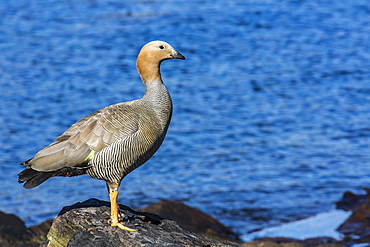 Adult ruddy-headed goose (Chloephaga rubidiceps), Carcass Island, Falkland Islands, South Atlantic Ocean, South America