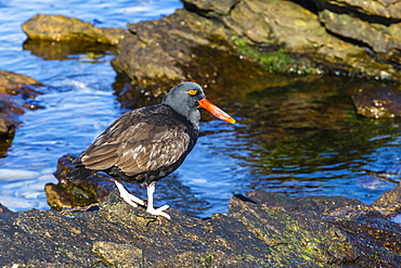 Adult blackish oystercatcher (Haematopus ater), Carcass Island, Falklands, South Atlantic Ocean, South America