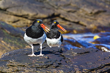 Magellanic oystercatcher (Haematopus leucopodus) pair, Carcass Island, Falklands, South Atlantic Ocean, South America