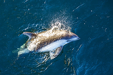 Adult Peale's dolphin (Lagenorhynchus australis) bow-riding, New Island, Falkland Islands, South Atlantic Ocean, South America