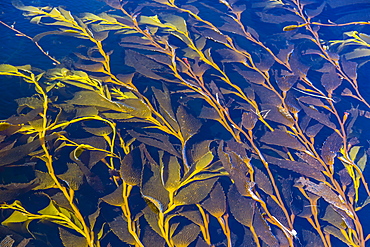 Giant kelp (Macrocystes pyrifera), Gypsy Cove, Stanley, East Falkland Island, South Atlantic Ocean, South America