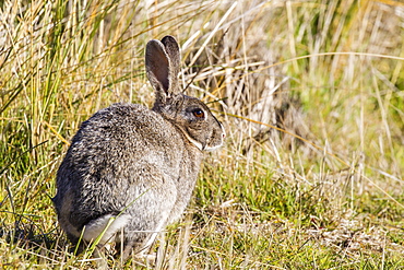 Introduced adult European rabbit (Oryctolagus cuniculus), New Island, Falklands, South Atlantic Ocean, South America