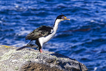 Imperial shag (Phalacrocorax atriceps albiventer) breeding colony on New Island, Falkland Islands, South Atlantic Ocean, South America