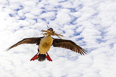 Imperial shag (Phalacrocorax atriceps albiventer) in flight, New Island, Falkland Islands, South Atlantic Ocean, South America