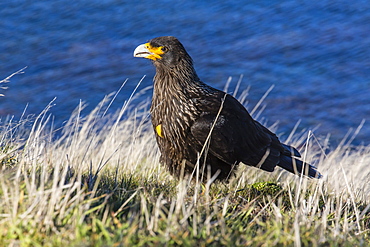 Striated caracara (Phalcoboenus australis), Carcass Island, Falkland Islands, South Atlantic Ocean, South America