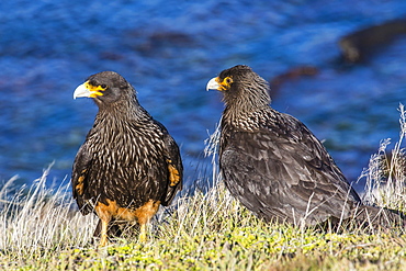 Striated caracara (Phalcoboenus australis) pair, Carcass Island, Falkland Islands, South Atlantic Ocean, South America