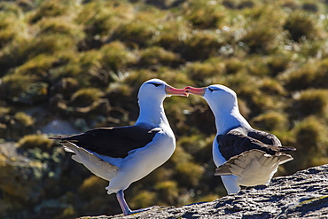 Adult black-browed albatross (Thalassarche melanophrys) pair, nesting site on New Island, Falklands, South Atlantic Ocean, South America