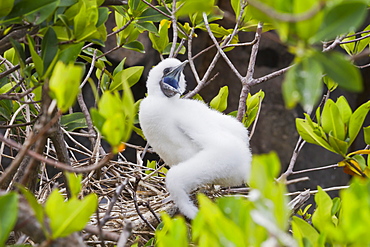 Red-footed  booby chick (Sula sula), Genovesa Island,  Galapagos Islands, UNESCO World Heritage Site, Ecuador, South America