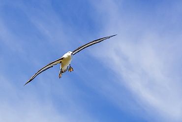 Adult black-browed albatross (Thalassarche melanophrys) in flight, New Island, Falklands, South Atlantic Ocean, South America