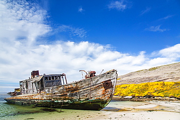 Derelict wooden ship on New Island, Falkland Islands, South Atlantic Ocean, South America