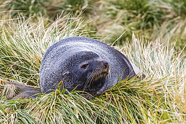 Antarctic fur seal (Arctocephalus gazella) in the tussac grass at Peggotty Bluff, South Georgia Island, South Atlantic Ocean, Polar Regions