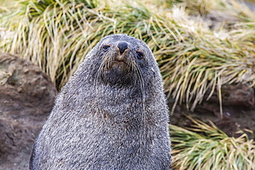 Antarctic fur seal (Arctocephalus gazella) in the tussac grass at Peggotty Bluff, South Georgia Island, South Atlantic Ocean, Polar Regions