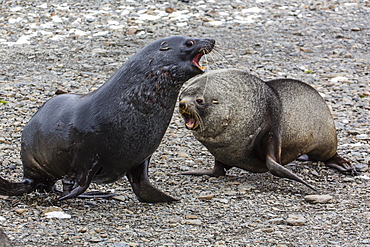 Antarctic fur seal (Arctocephalus gazella) bulls establishing mating territories at the abandoned Stromness Whaling Station, South Georgia Island, South Atlantic Ocean, Polar Regions