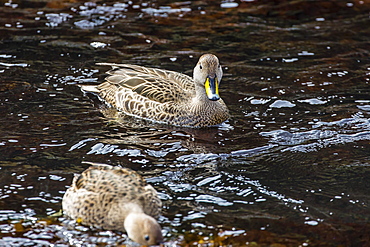 Adult South Georgia pintail (Anas georgica), Cooper Bay, South Georgia, South Atlantic Ocean, Polar Regions