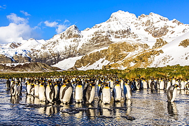 King penguins (Aptenodytes patagonicus), Peggoty Bluff, South Georgia Island, South Atlantic Ocean, Polar Regions