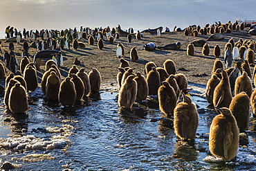 King penguin (Aptenodytes patagonicus) chicks, okum boys, Gold Harbour, South Georgia Island, South Atlantic Ocean, Polar Regions