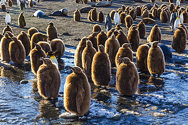 King penguin (Aptenodytes patagonicus) chicks, okum boys, Gold Harbour, South Georgia Island, South Atlantic Ocean, Polar Regions