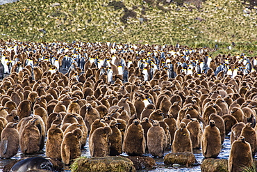 King penguin (Aptenodytes patagonicus) chicks, Gold Harbour, South Georgia Island, South Atlantic Ocean, Polar Regions