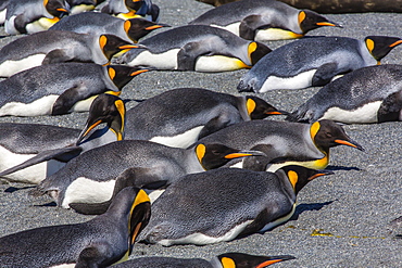 King penguins (Aptenodytes patagonicus), Gold Harbour, South Georgia Island, South Atlantic Ocean, Polar Regions