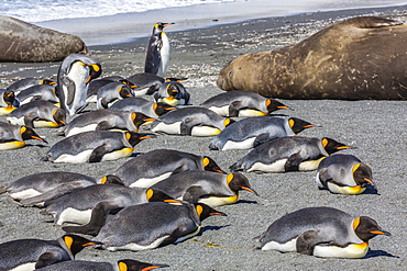 King penguins (Aptenodytes patagonicus), Gold Harbour, South Georgia Island, South Atlantic Ocean, Polar Regions