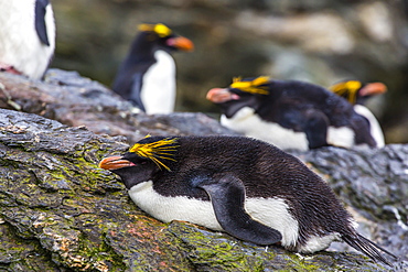 Adult macaroni penguins (Eudyptes chrysolophus), Cooper Bay, South Georgia Island, South Atlantic Ocean, Polar Regions