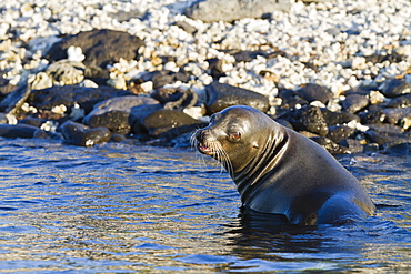 Galapagos sea lion (Zalophus wollebaeki), Sombrero Chino Island, Galapagos Islands, UNESCO World Heritage Site, Ecuador, South America