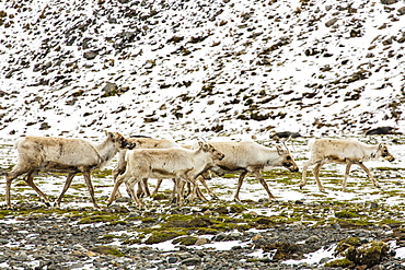 Reindeer (Rangifer tarandus) introduced from Norway, Stromness Bay, South Georgia Island, Polar Regions