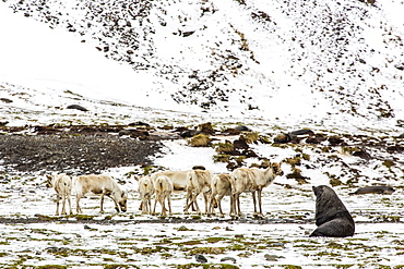 Reindeer (Rangifer tarandus) introduced from Norway, Stromness Bay, South Georgia Island, Polar Regions