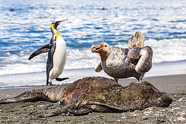 Northern giant petrel (Macronectes halli) posturing over dead fur seal carcass, Gold Harbour, South Georgia, South Atlantic Ocean, Polar Regions