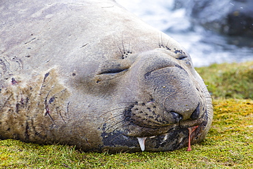 Southern elephant seal (Mirounga leonina) bull, Peggotty Bluff, South Georgia, South Atlantic Ocean, Polar Regions
