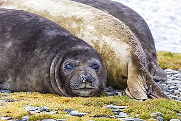 Southern elephant seal (Mirounga leonina) bull, Peggotty Bluff, South Georgia, South Atlantic Ocean, Polar Regions