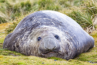 Southern elephant seal (Mirounga leonina) bull, Peggotty Bluff, South Georgia, South Atlantic Ocean, Polar Regions