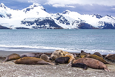 Southern elephant seals (Mirounga leonina), Peggotty Bluff, South Georgia, South Atlantic Ocean, Polar Regions