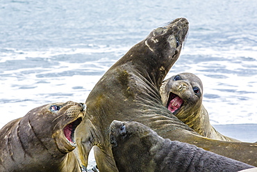 Southern elephant seals (Mirounga leonina), Peggotty Bluff, South Georgia, South Atlantic Ocean, Polar Regions