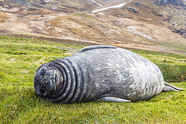 Southern elephant seal (Mirounga leonina) pup, Grytviken Whaling Station, South Georgia, South Atlantic Ocean, Polar Regions