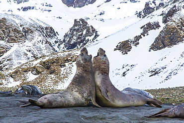 Southern elephant seal (Mirounga leonina) bulls fighting at Gold Harbour, South Georgia, South Atlantic Ocean, Polar Regions