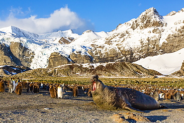 Southern elephant seal (Mirounga leonina), Gold Harbour, South Georgia, South Atlantic Ocean, Polar Regions