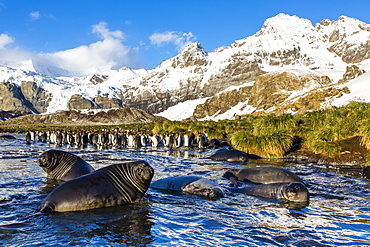 Southern elephant seal (Mirounga leonina) pups, Gold Harbour, South Georgia, South Atlantic Ocean, Polar Regions