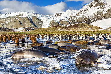 Southern elephant seal (Mirounga leonina) pups, Gold Harbour, South Georgia, South Atlantic Ocean, Polar Regions