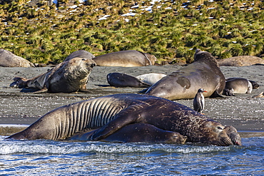 Southern elephant seal (Mirounga leonina) bull mating with female, Gold Harbour, South Georgia, South Atlantic Ocean, Polar Regions