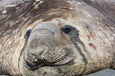 Southern elephant seal (Mirounga leonina) bull, Gold Harbour, South Georgia, South Atlantic Ocean, Polar Regions