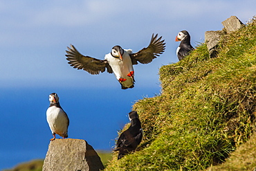 Atlantic puffins (Fratercula arctica), Mykines Island, Faroes, Denmark, Europe 