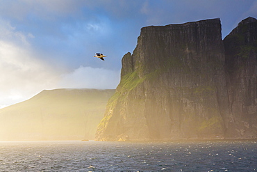 Mykines coastline at sunrise, Faroes, Denmark, Europe 