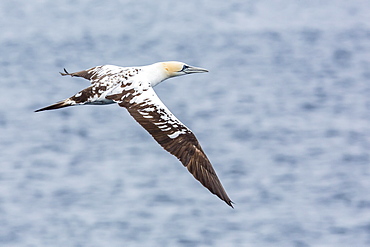 Juvenile northern gannet (Morus bassanus) on the wing at Runde Island, Norway, Scandinavia, Europe 