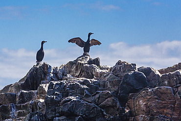 Adult great cormorant (shag) (Phalacrocorax carbo), Vaeroya, Norway, Scandinavia, Europe 