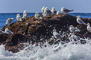 Adult black-legged kittiwake (Rissa tridactyla), Lofoton Islands, Norway, Scandinavia, Europe 