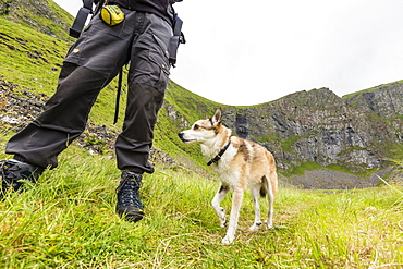 The rare, Norwegian six-toed Lundehunde, a dog used to the hunt for puffins, Vaeroya, Norway, Scandinavia, Europe